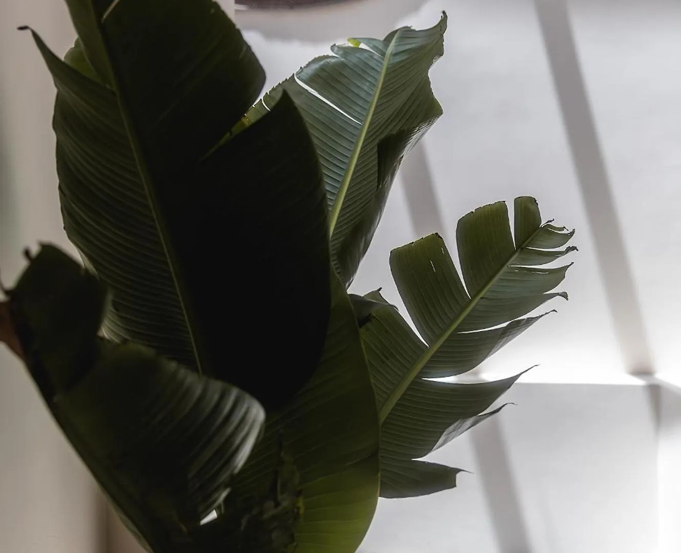 Casa Laurd Medellin Apartman Homestay szállás